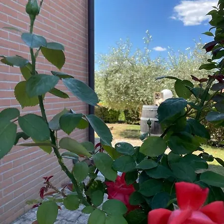 Διαμέρισμα L'olivo Nel Chianti Quercegrossa
