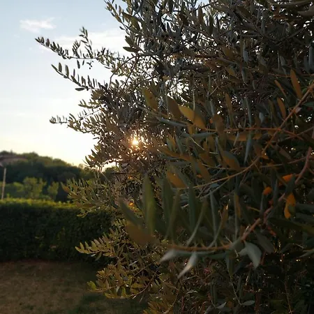 L'olivo Nel Chianti