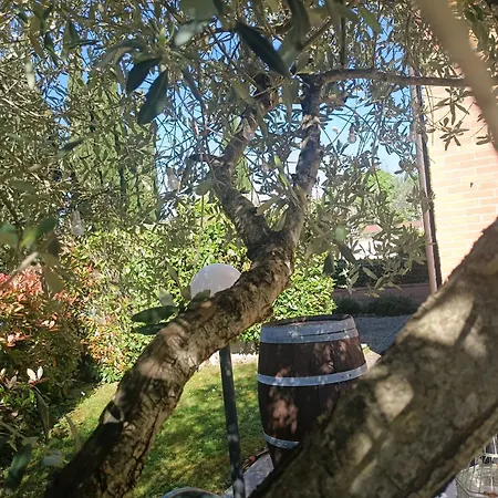 L'olivo Nel Chianti * Quercegrossa
